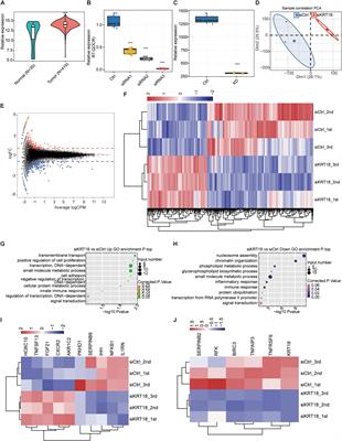 KRT18 Modulates Alternative Splicing of Genes Involved in Proliferation and Apoptosis Processes in Both Gastric Cancer Cells and Clinical Samples